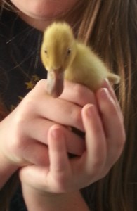 20150317_160746 crop