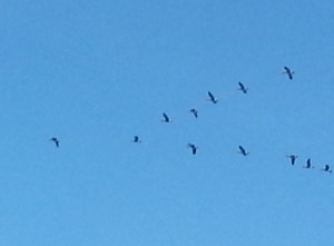 20151010_111427 (crop-01)