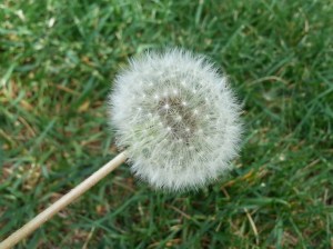 20160606_141230-crop