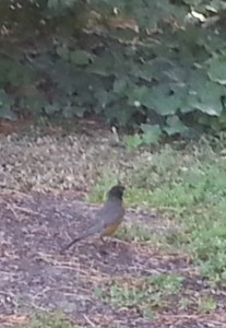 20160707_121718 crop01